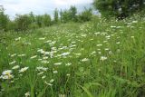 Leucanthemum vulgare. Цветущие растения. Краснодарский край, Крымский р-н, окр. станицы Неберджаевская, старый заброшенный сад. 27.05.2023.