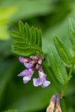 Vicia sepium. Верхушка побега с соцветием. Карачаево-Черкесия, Зеленчукский р-н, окр. пос. Архыз, ущелье ручья Баритовый, каменистый склон. 10.06.2023.