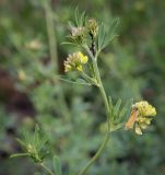 Medicago falcata. Верхушка побега с цветущими, распускающимся и развивающимися соцветиями, колонией тлёй и бабочкой (Thymelicus lineola). Пермский край, г. Пермь, Ленинский р-н, станция Блочная, разнотравный луг. 18.06.2023.