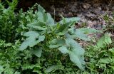 Phlomoides tuberosa