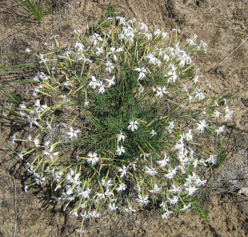 Изображение особи Dianthus volgicus.