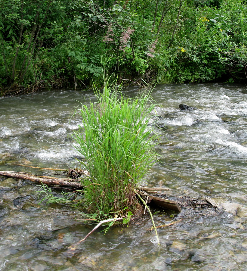 Изображение особи Calamagrostis langsdorffii.