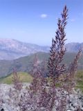 Calamagrostis caucasica