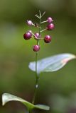 Maianthemum bifolium