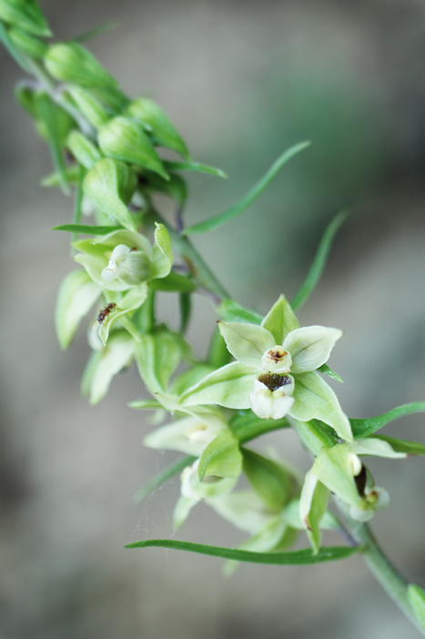 Изображение особи Epipactis helleborine.