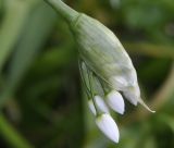 Allium neapolitanum