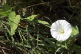 Calystegia sepium