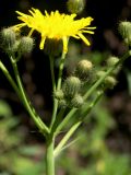 Sonchus arvensis