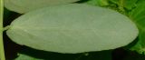 Euphorbia hypericifolia. Лист (вид с обратной стороны). Израиль, Шарон, г. Герцлия, киббуц Глиль Ям, сад авокадо, сорное. 30.11.2013.