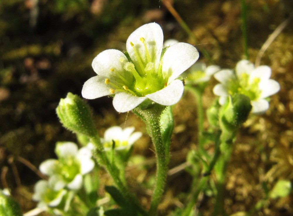 Изображение особи Saxifraga cespitosa.