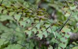 Adiantum venustum. Нижняя сторона вайи с сорусами. Германия, г. Дюссельдорф, Ботанический сад университета. 02.03.2014.