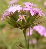 Dianthus pseudarmeria