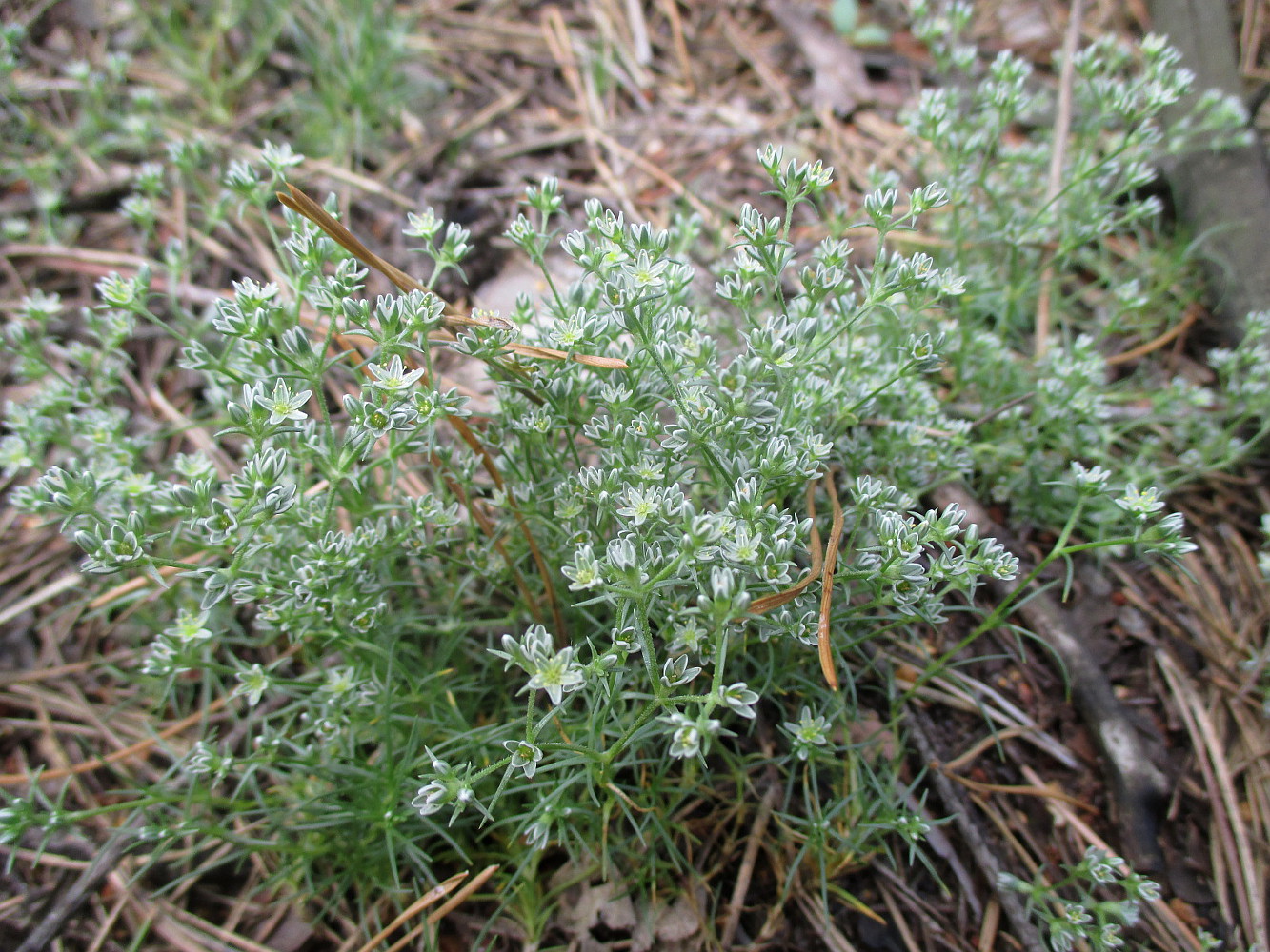 Изображение особи Scleranthus perennis.