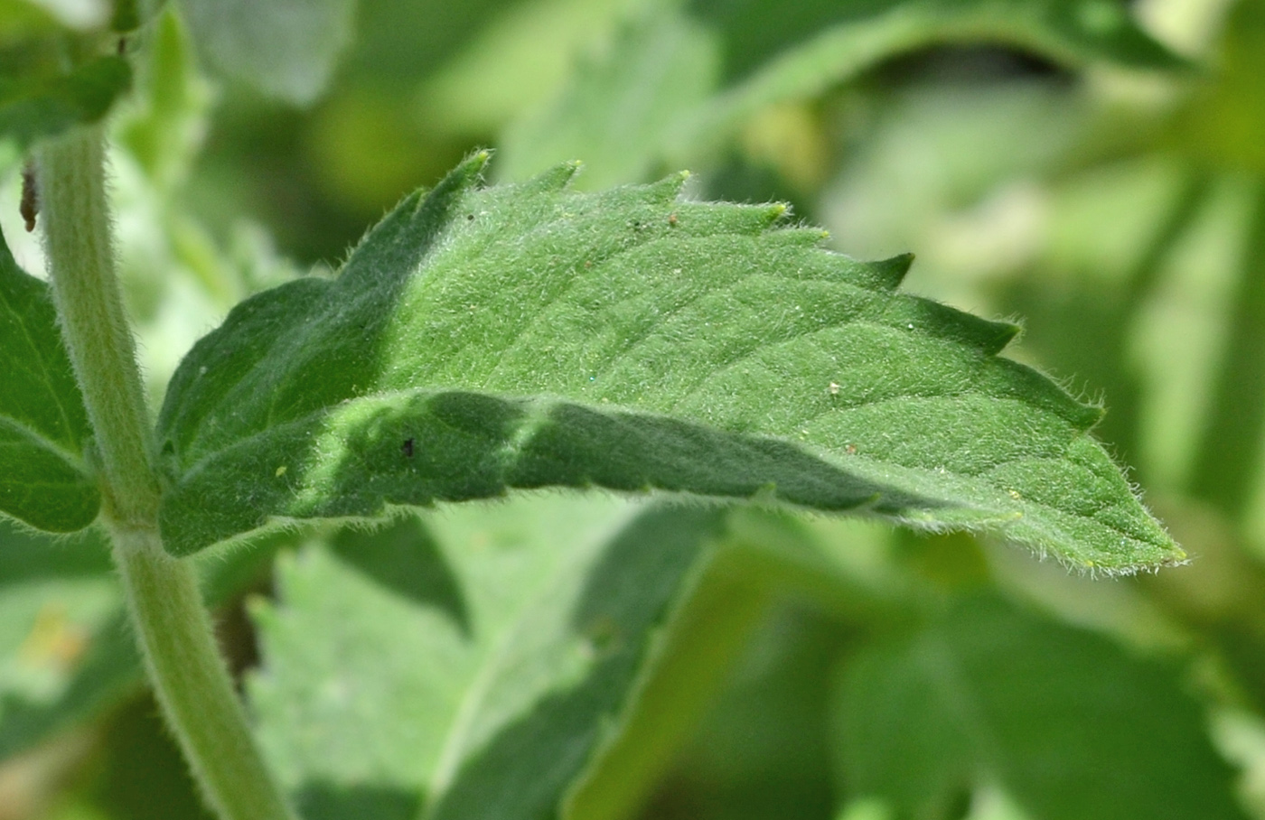 Image of Mentha longifolia specimen.