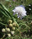 Cephalaria transsylvanica. Соцветия. Краснодарский край, Кущёвский р-н, станица Шкуринская, балочная степь. 17.08.2009.