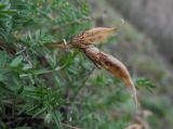 Oxytropis oxyphylloides