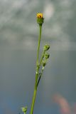 Bidens bipinnata