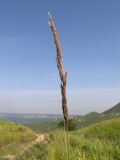 Calamagrostis epigeios