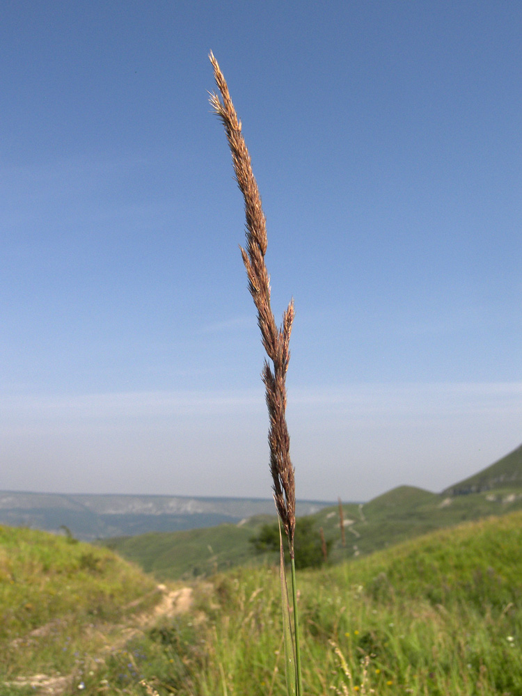 Изображение особи Calamagrostis epigeios.