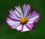 Cosmos bipinnatus