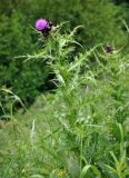 Cirsium elbrusense