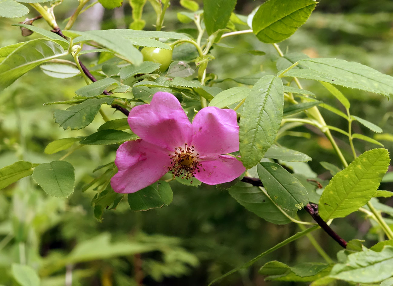 Изображение особи Rosa davurica.