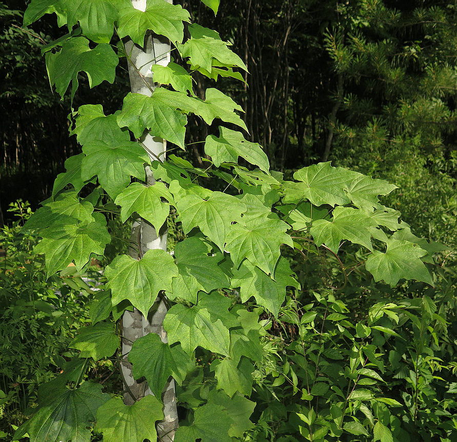 Изображение особи Dioscorea nipponica.