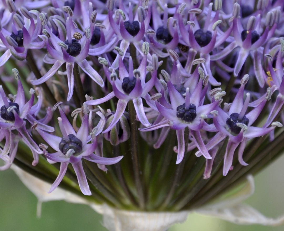 Image of Allium cyrilli specimen.