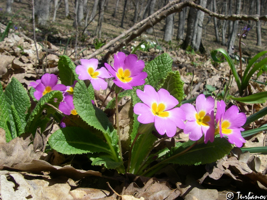 Изображение особи Primula vulgaris.