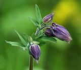 Aquilegia vulgaris