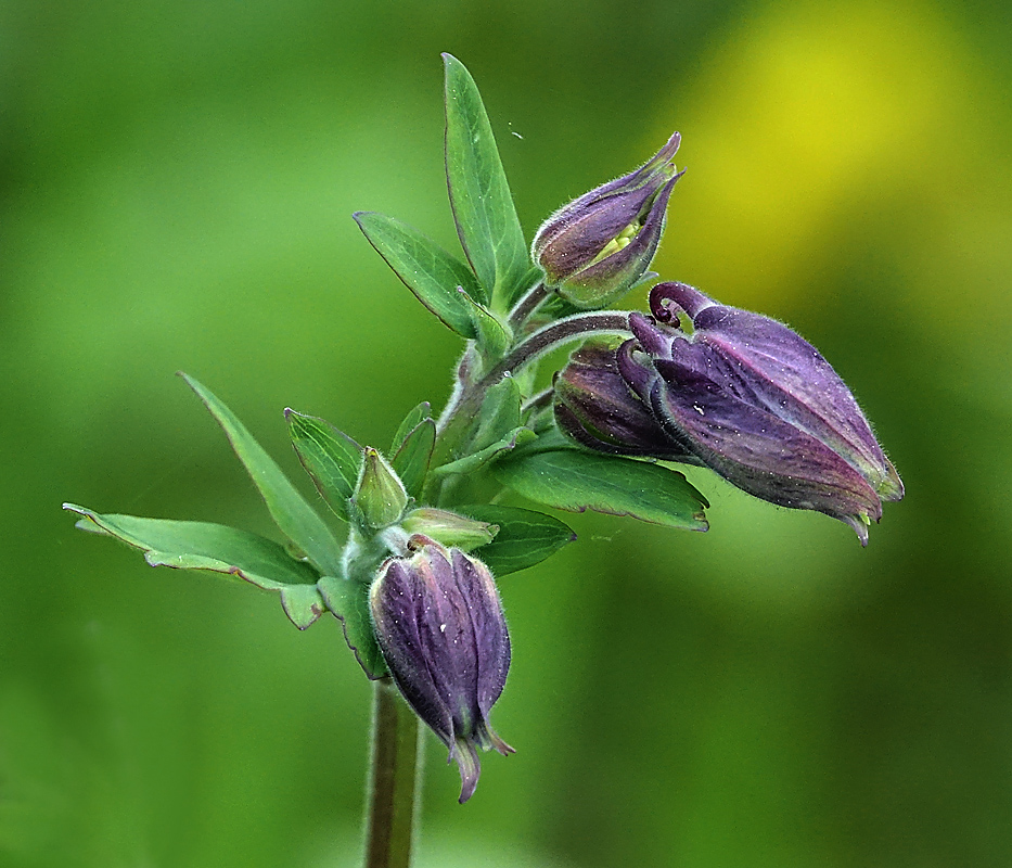 Изображение особи Aquilegia vulgaris.