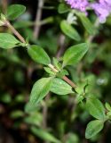 Thymus japonicus. Часть побега (Thymus inaequalis Klokov). Приморский край, Ольгинский р-н, окр. с. Пермское, долина р. Аввакумовка на левом берегу, скала Чёртов Утёс, на скалах. 04.07.2017.