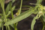 Inula britannica