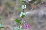 Campylotropis polyantha. Часть побега. Китай, Юньнань, горы Shibaoshan (Shibao Shan), окр. храма Шицзхон (Shizhong Temple), смешанный лес. 26 октября 2016 г.