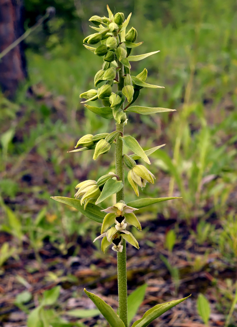 Изображение особи Epipactis helleborine.