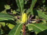 Rhododendron luteum