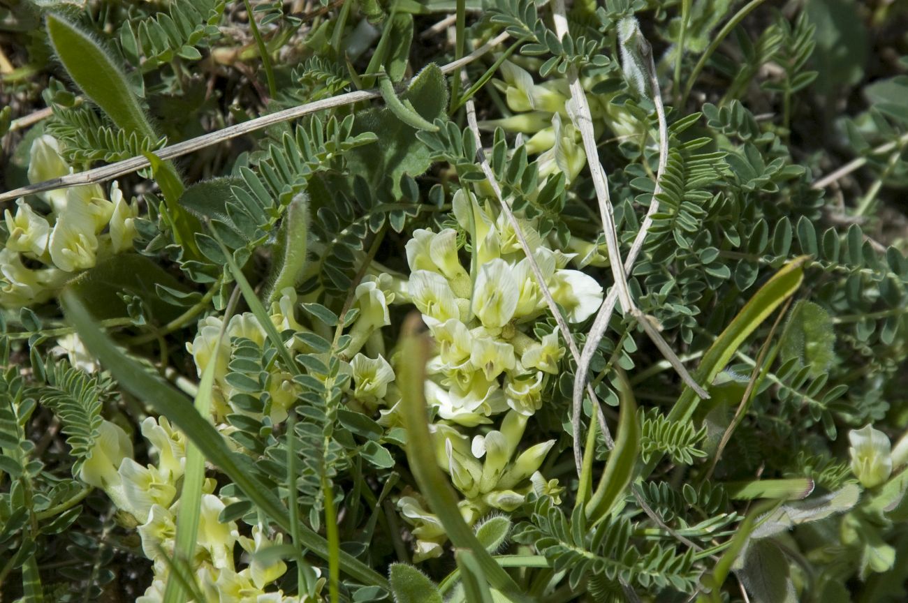 Изображение особи род Astragalus.