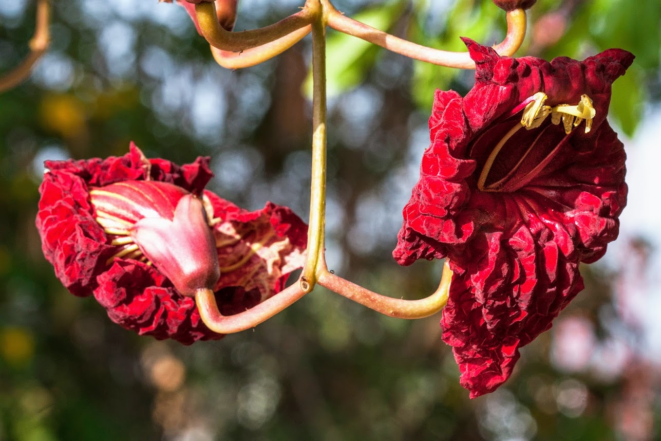 Изображение особи Kigelia pinnata.