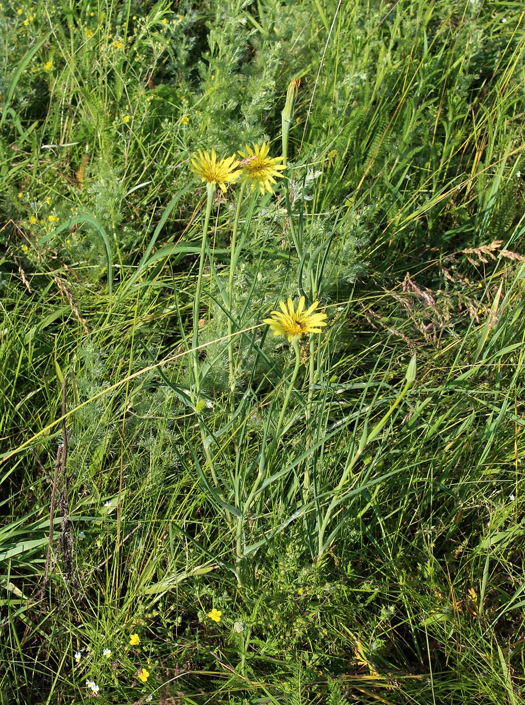 Изображение особи Tragopogon dubius ssp. major.