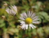 Erigeron strigosus