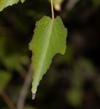 Dombeya kirkii