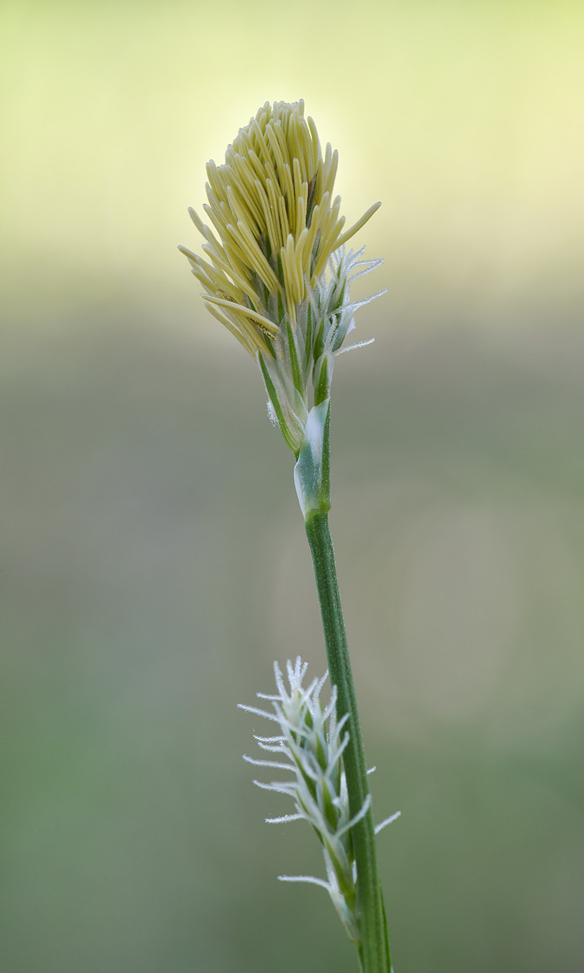 Изображение особи Carex vaginata.