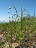 Allium lineare