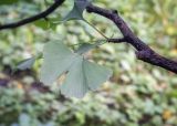 Ginkgo biloba. Часть веточки. Санкт-Петербург, Ботанический сад БИН РАН, дендрарий. 09.09.2020.