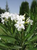 Nerium oleander