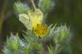 Potentilla semilaciniosa