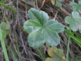 Alchemilla sericata