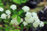 Spiraea flexuosa. Ветви с соцветиями (Spiraea elegans Pojark.). Приморский край, Октябрьский р-н, окр. с. Заречное, гора Сенькина Шапка, западный склон, на каменных развалах в дубовом лесу. 17.05.2022.