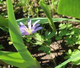 Anemone blanda