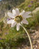 Anthemis saportana. Верхушка побега с соцветием (вид со стороны обёртки). Карачаево-Черкесия, Урупский р-н, хр. Загедан, склон горы Загедан Скала, ≈ 2500 м н.у.м., альпийский луг, скалы. 10.08.2023.